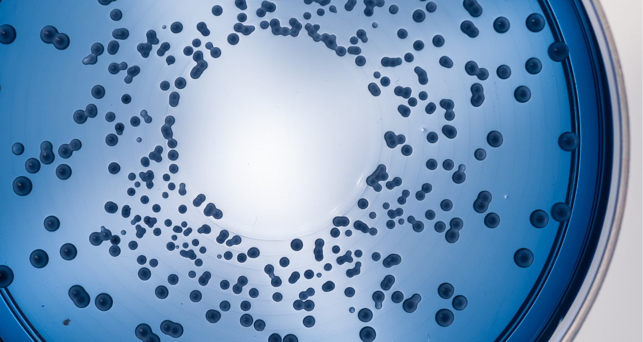 Blis Probiotics in petri dish